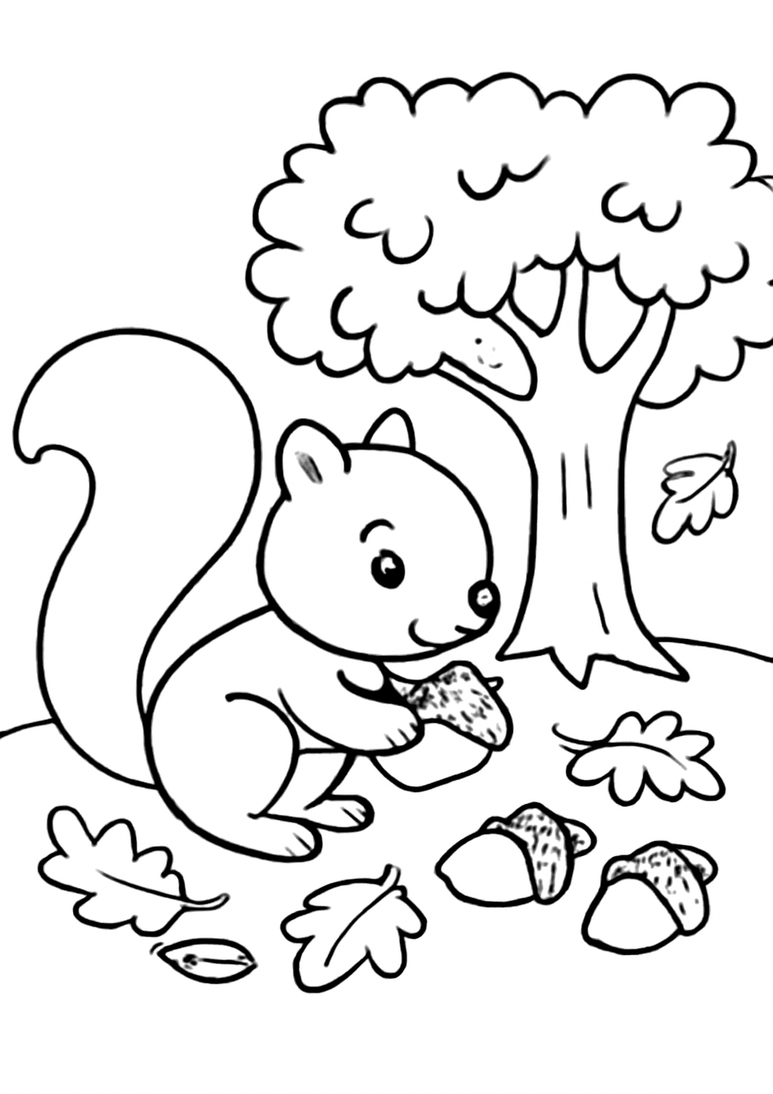 Coloriage ecureuil et noisettes a imprimer, dessin au trait simple pour enfants